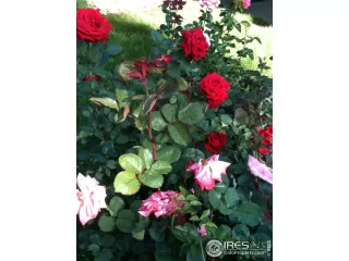 Photo #5: 884870 Listing