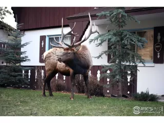 Photo #2: 898192 Listing