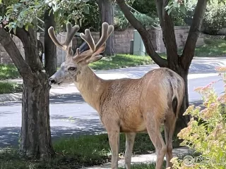 Photo #2: 984212 Listing 